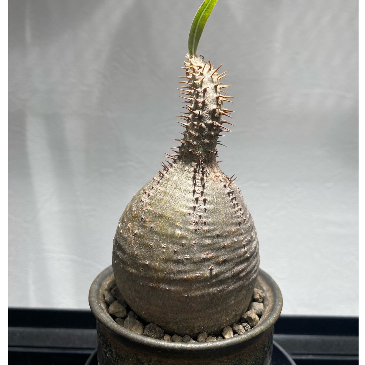 パキポディウム グラキリス No.423 | misomaru_base