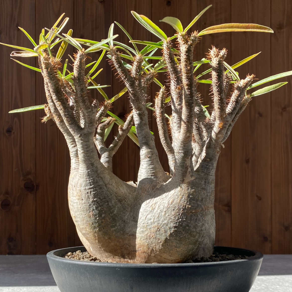 パキポディウム グラキリス No.213 | misomaru_base