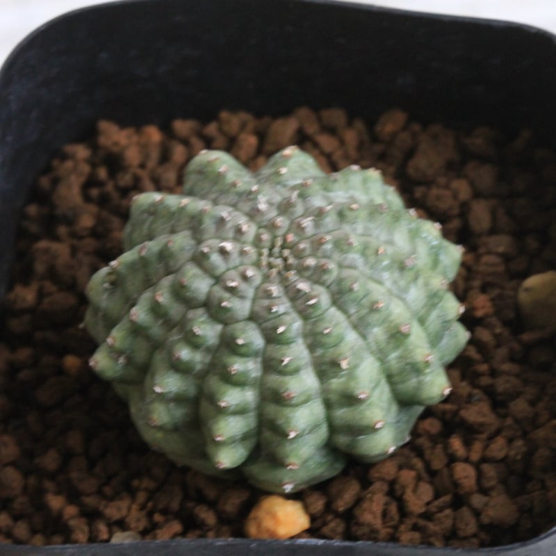 ユーフォルビア 亀甲オベサ | botanical.shop