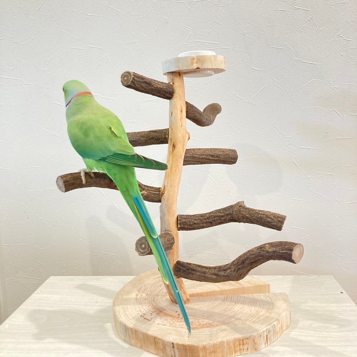 ツタのツリーバードアスレチック【インコのおもちゃ・自然木のとまり木