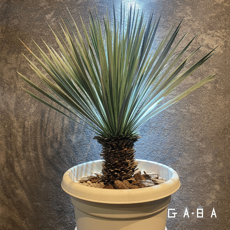 ユッカ ロストラータ 【公式通販】