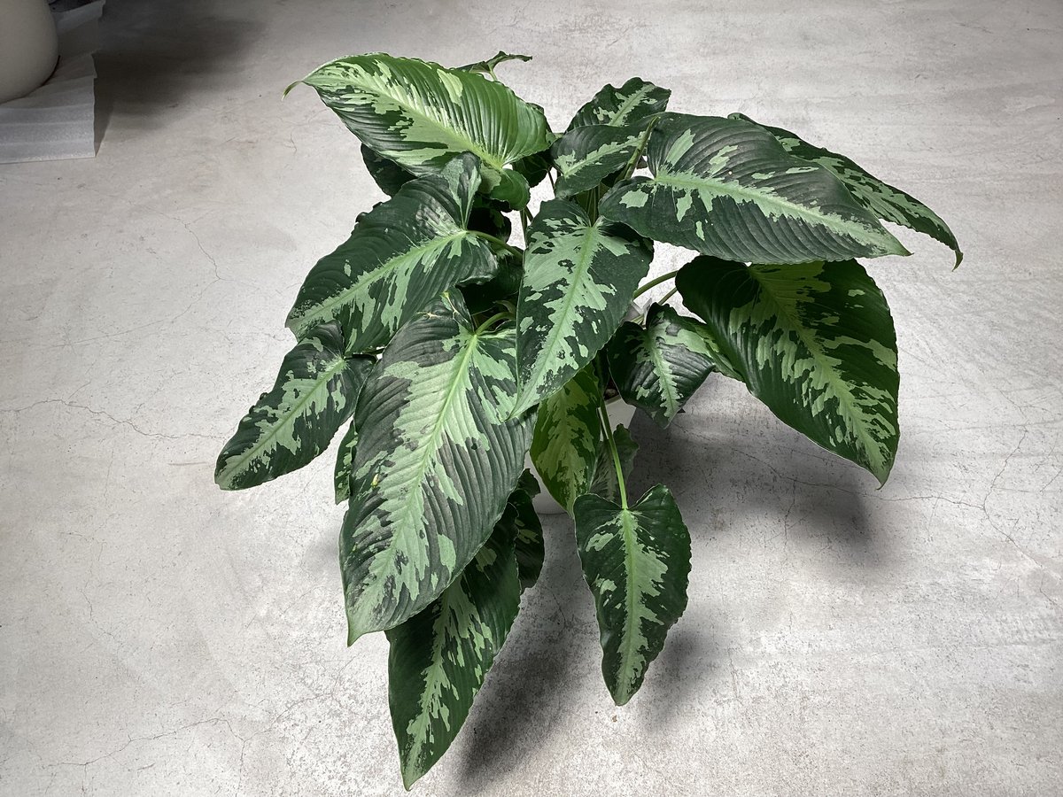 スキスマトグロッティス スコルテクニー 観葉植物 | インテリア