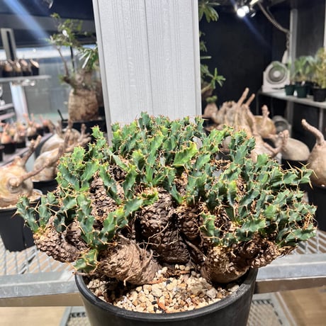 ユーフォルビアクラビゲラ | STORES