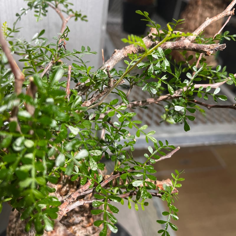 お正月セール 塊根15cm】オペルクリカリア パキプス 発根済み お正月