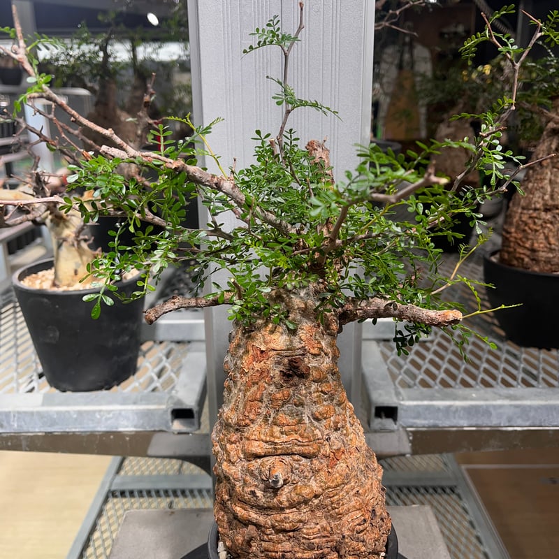 111101】発根済 オペルクリカリア パキプス | KANIK