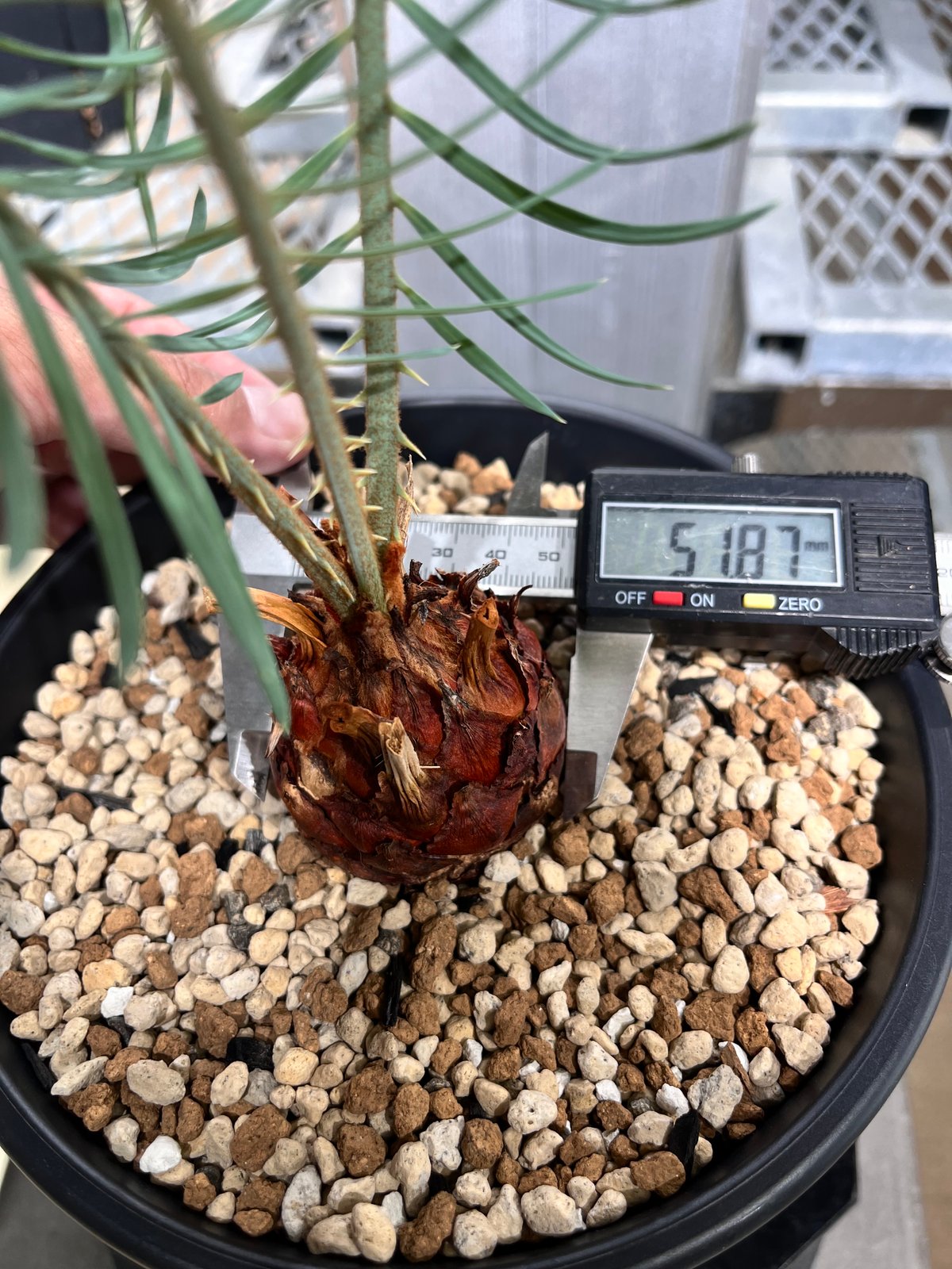 CC5] サイカスカイルンシアナ | KANIK