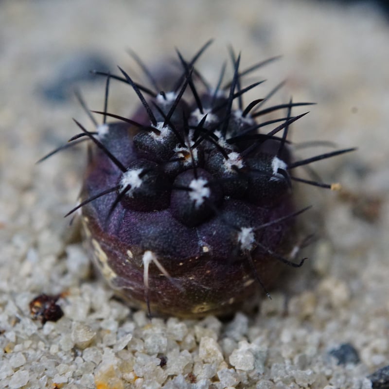 コピアポア グリセオビオラセア 栗星玉 Copiapoa griseoviolacea | C