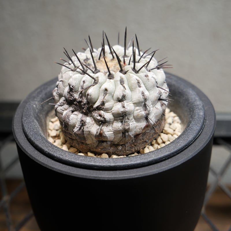 コピアポア コルムナアルバ 孤竜丸 A | Green Shop MITSUBACHI