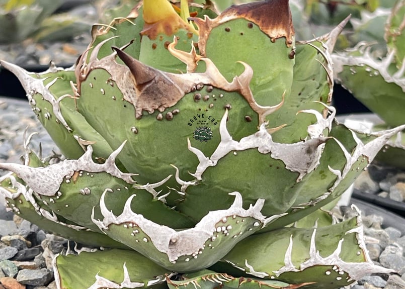 アガベ・チタノタ 星空/台湾agave cho産（芽）-005｜agave titanota