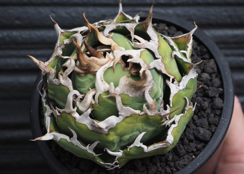 アガベ・チタノタ白鯨（ボールタイプ）中-092｜agave titanota white wh