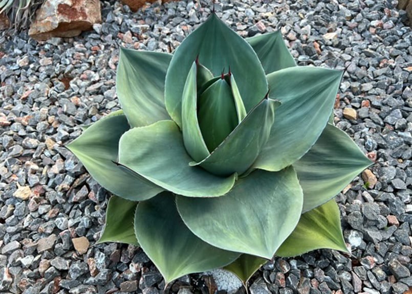 アガベ・オバティフォリア（丸葉タイプ）｜（芽）-001｜ agave