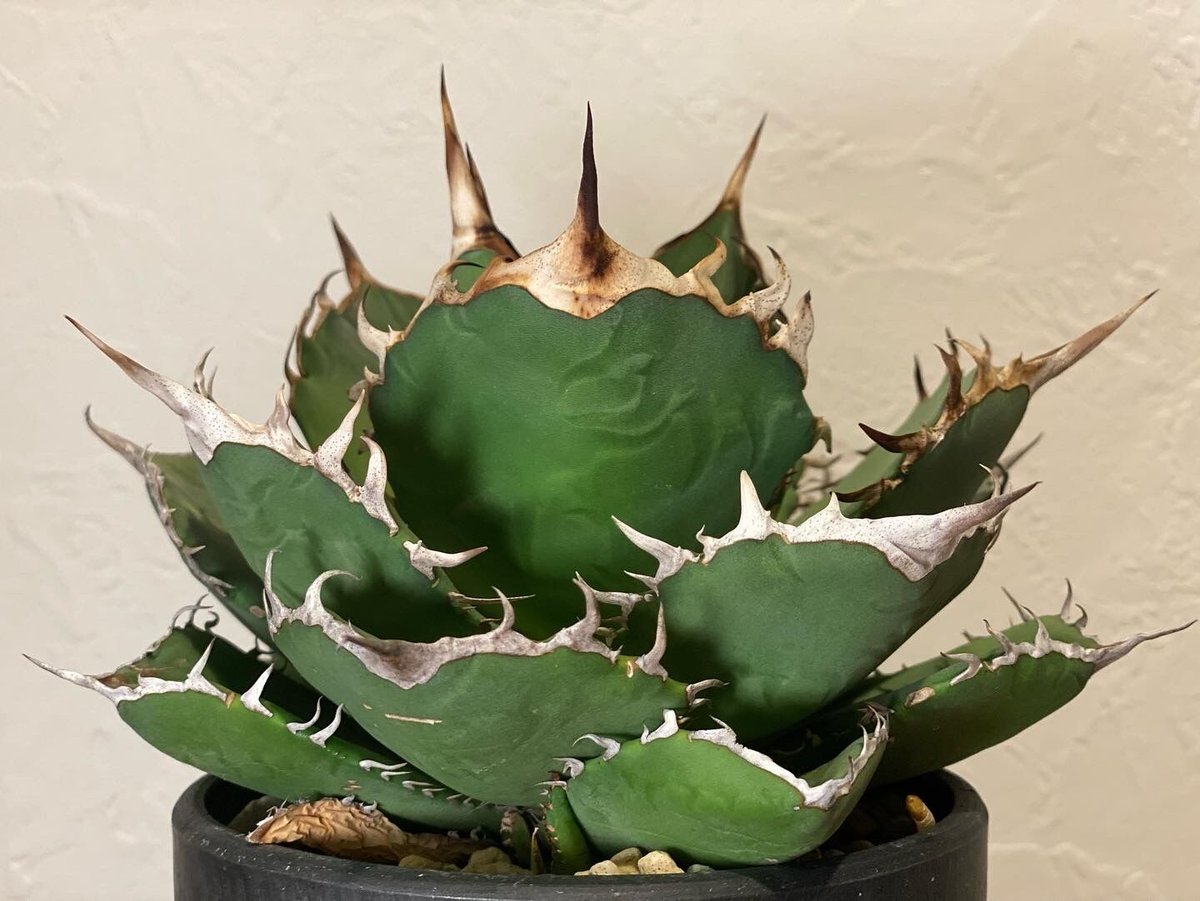 アガベ・チタノタ FO/オテロイ（ワイドタイプ）｜agave titanota FO