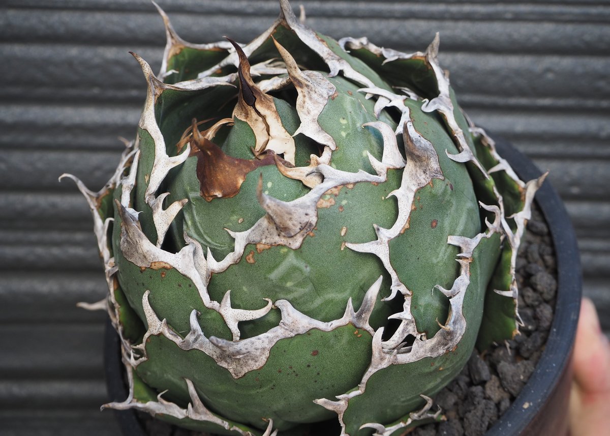 アガベ・チタノタ白鯨（ボールタイプ）大-088｜agave titanota white wh