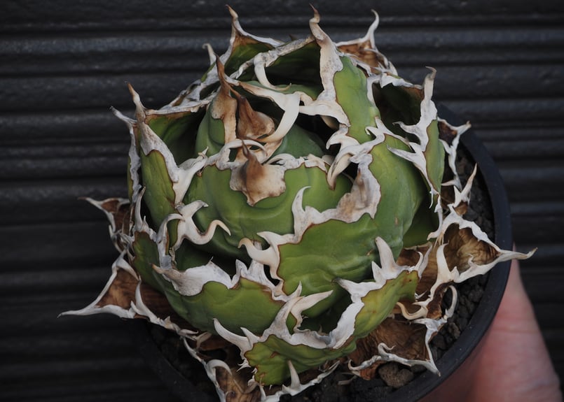 アガベ・チタノタ白鯨（ボールタイプ）大-089｜agave titanota white wh