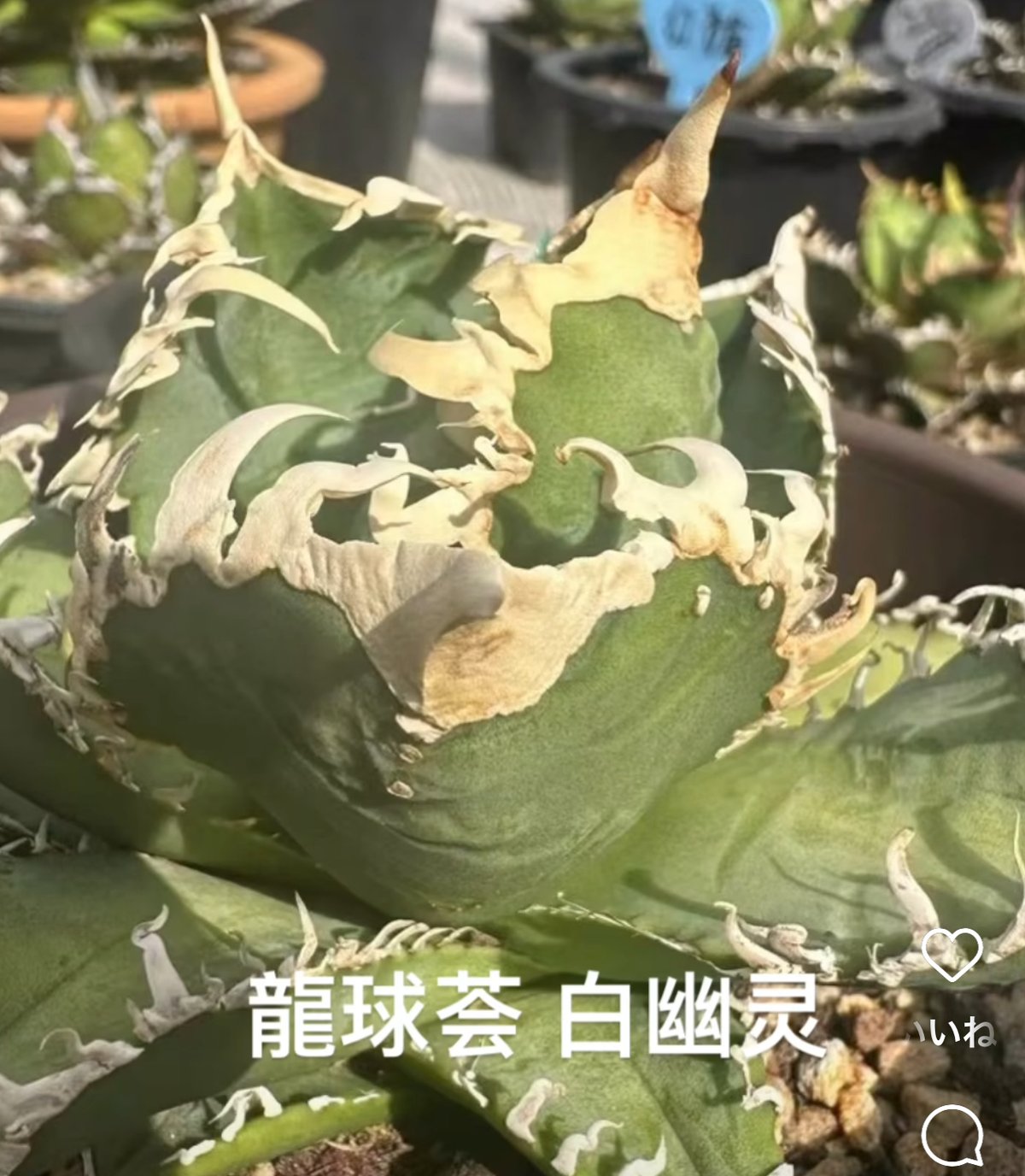 アガベ・チタノタ 白幽霊（芽）-006｜agave titanota white ghost