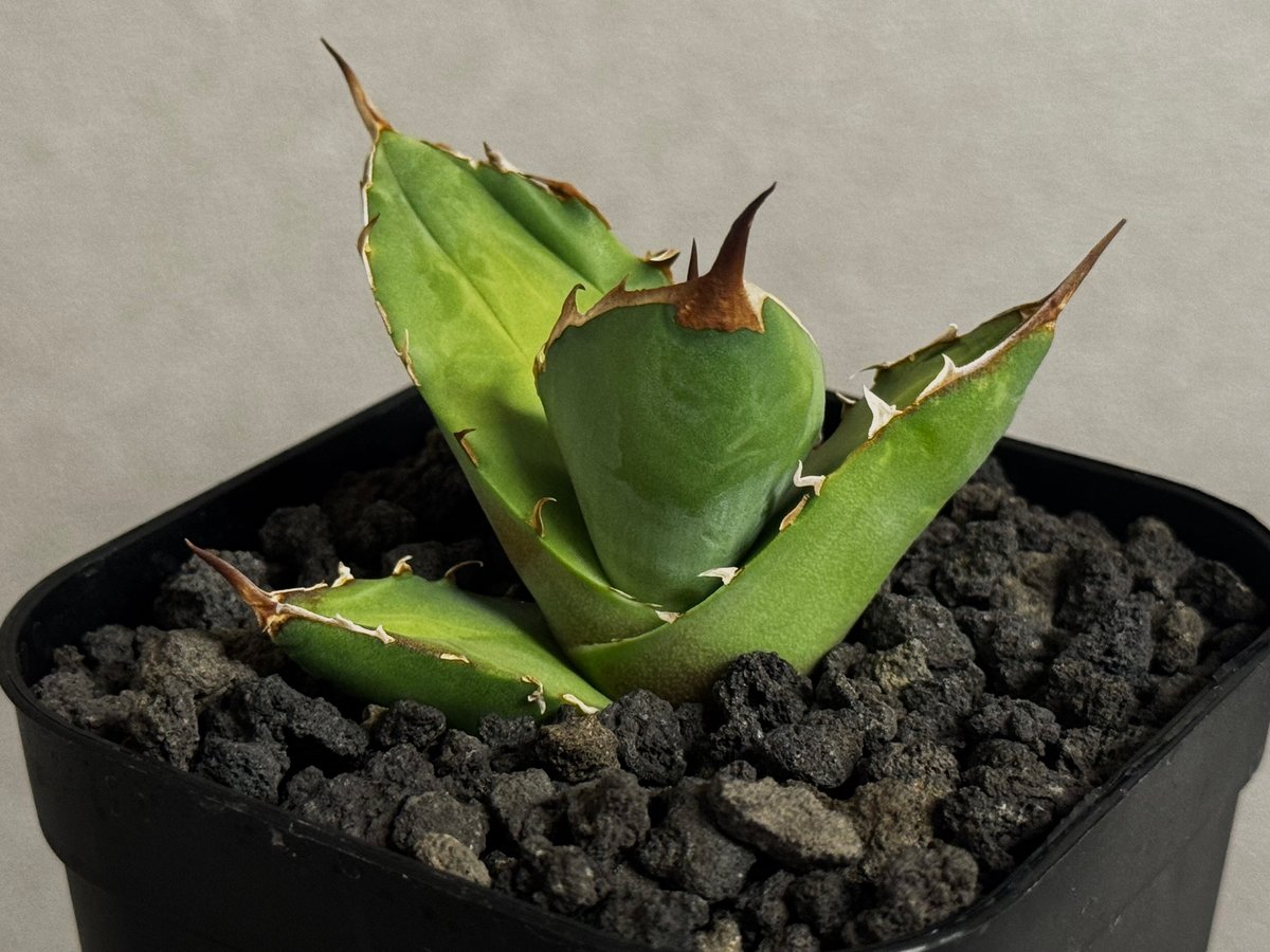 アガベ・チタノタ 白犀牛（芽）-004｜Titanota white rhino | Plus