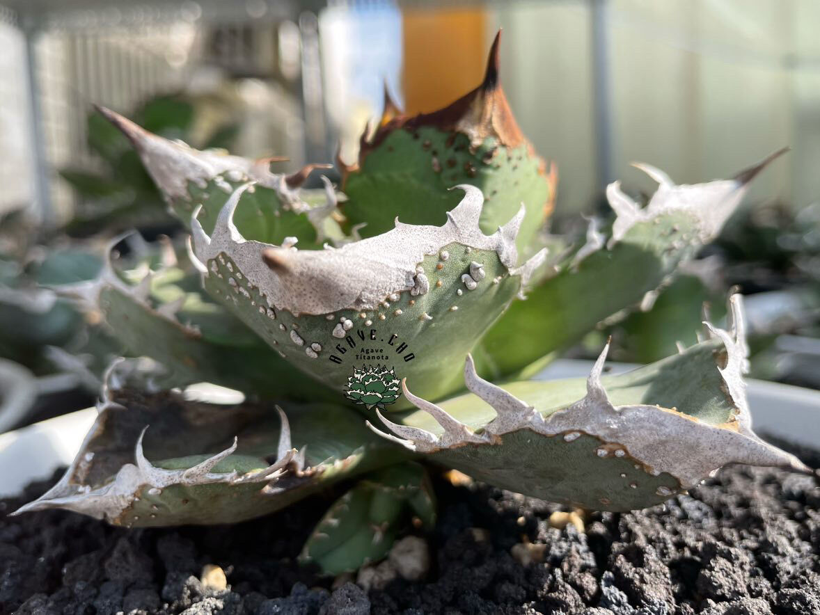 アガベ・チタノタ 麻花龍-001｜agave Twist Dragon/Ma Hua Long