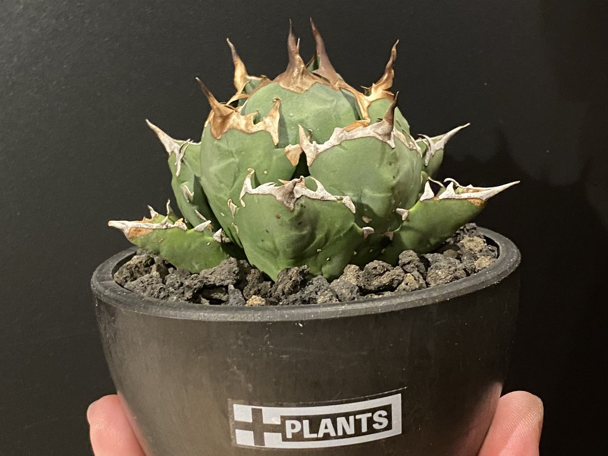 アガベ・チタノタ コンパクト姫厳竜（ボールタイプ）-016｜agave