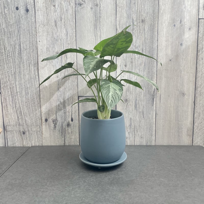 スキスマトグロッティス スコルテクニー | 1pair