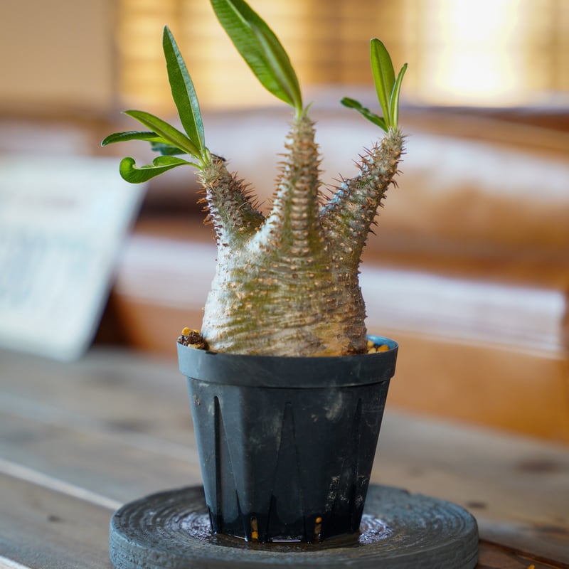 パキポディウム グラキリス-PG266 | Supervoid Caudex