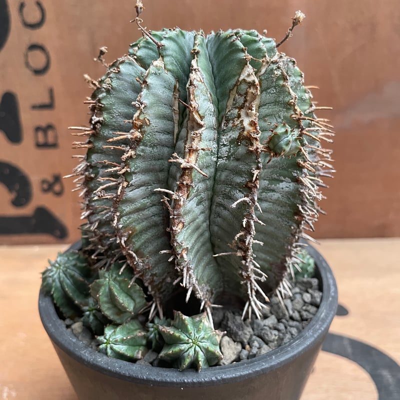 No.026 ユーフォルビア ホリダ / Euphorbia Horrida Φ9×H9.5