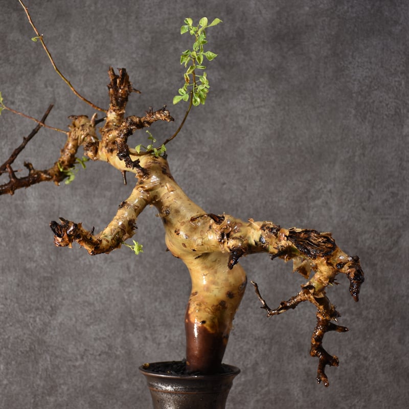 Commiphora kataf pure コミフォラ ピュアカタフ 発根済現地株 2 ソマリ