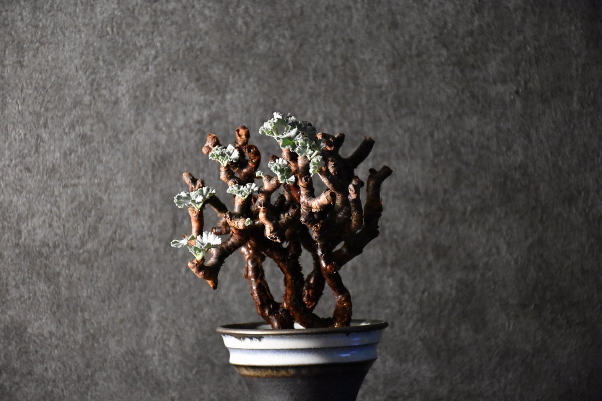 Pelargonium mirabile ペラルゴニウム ミラビレ 発根済現地株 #1 | B