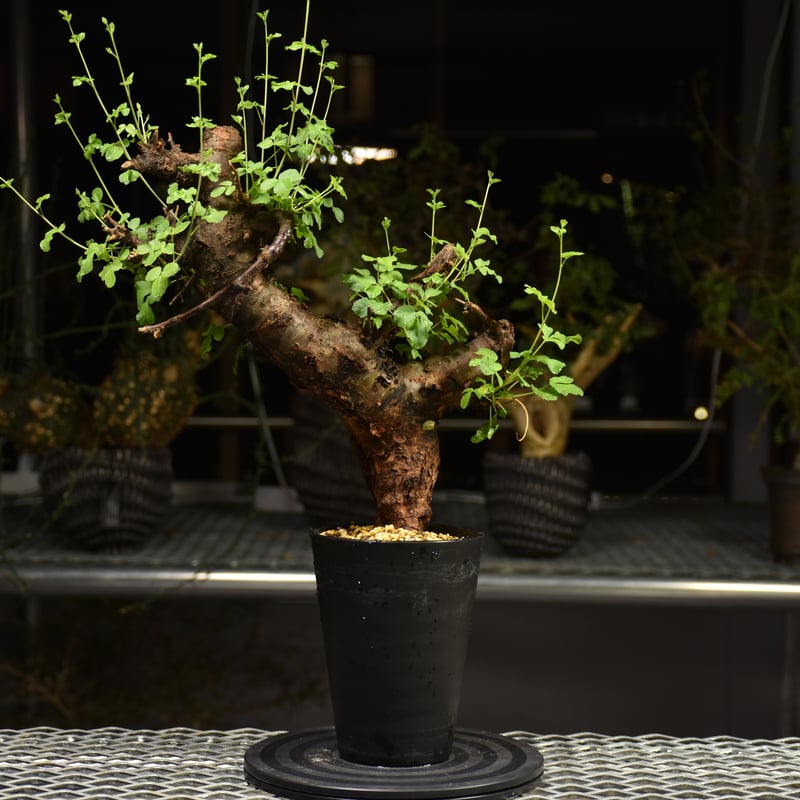 Commiphora Boranensis コミフォラ ボラネンシス 発根済現地株 F20 |