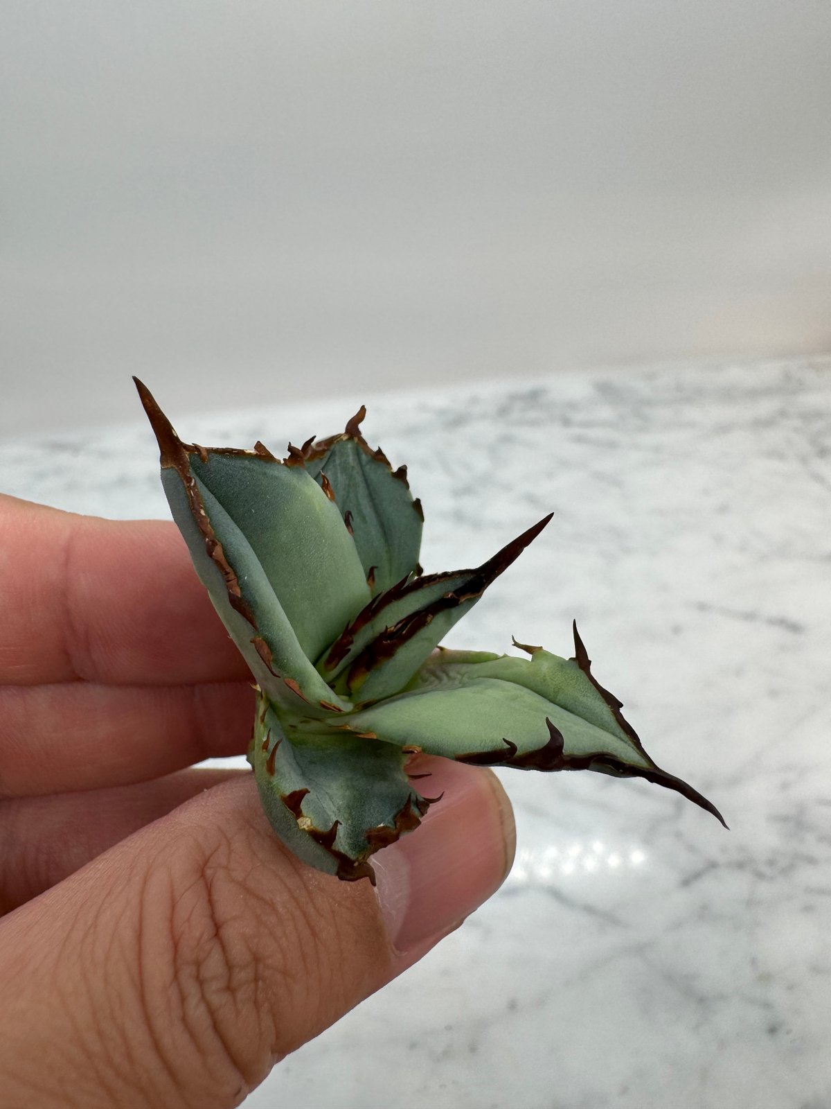 麻花龍子株発根済②アガベチタノタ Berlin産 麻花龍子株発根済②