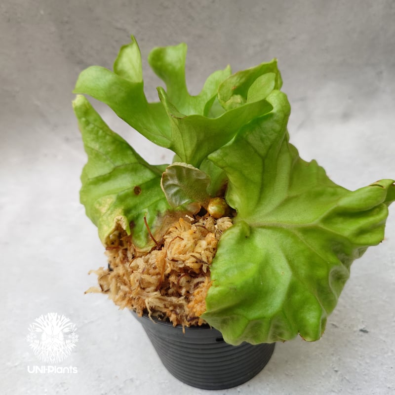 ビカクシダ リドレイ ドワーフ Platycerium ridleyi Dwarf コウモリ