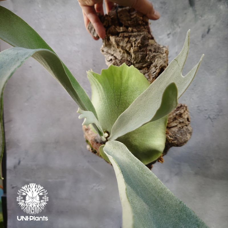 ビカクシダ ベイチー シルバーフロンド Patycerium veitchii cv. Sil