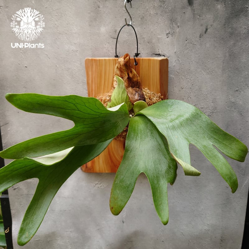 Platycerium silver salmon (P. hillii × P. willi