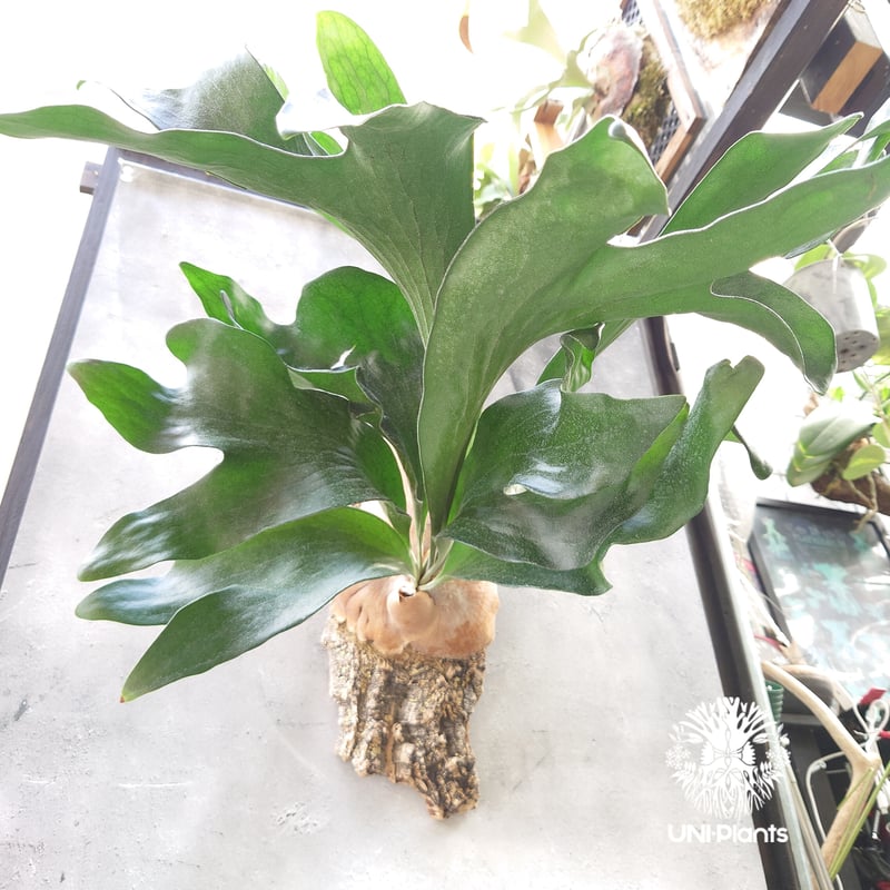 ビカクシダ ヒリードラゴン Platycerium hillii cv.Dragon 大株 コ