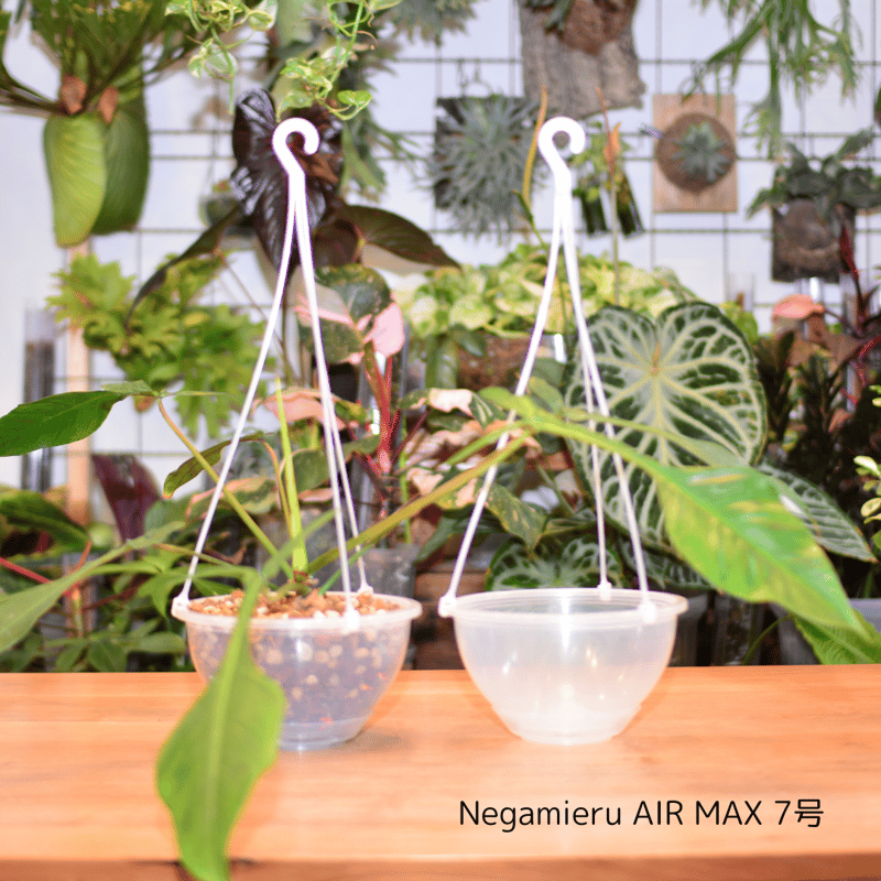 透明鉢《 NEgamieru 》 AIR Max 7号 1鉢 | 花森家-1号店-