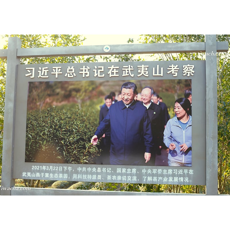 燕子窠肉桂 2024 (生態茶) | 武夷岩茶 茶の穂