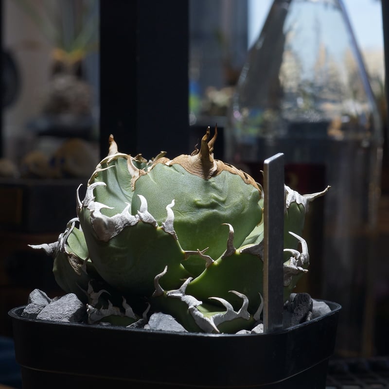 アガベ チタノタ 魔丸 / MG-11 | アガベ専門店 モンスターハウス