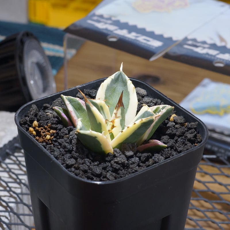 アガベ チタノタ スナグルトゥース 暴牙 /ST-03 | アガベ専門店