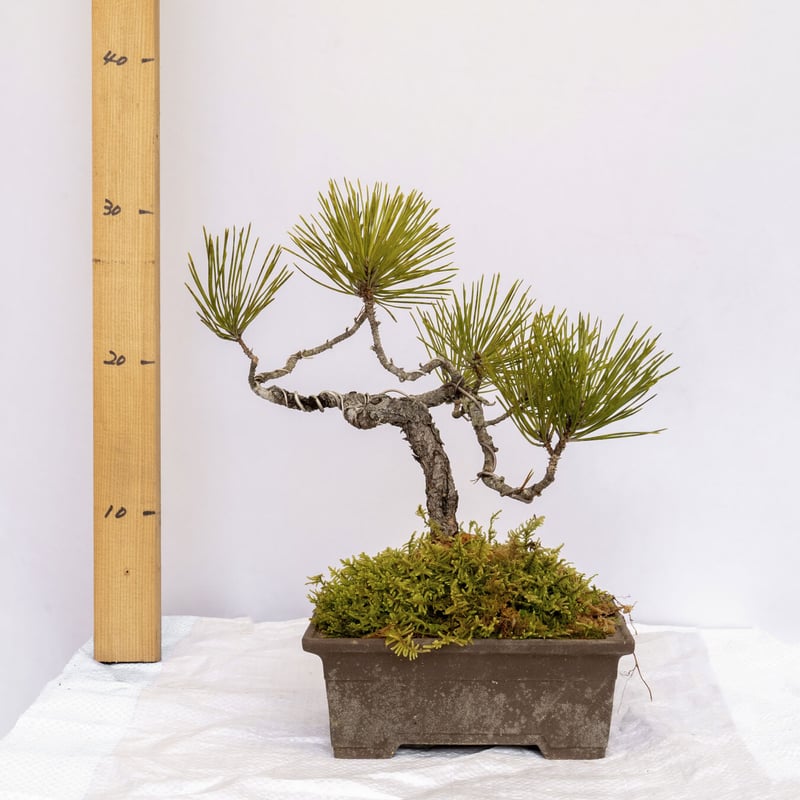 黒松盆栽 | EVER ROOTS BONSAI STORE