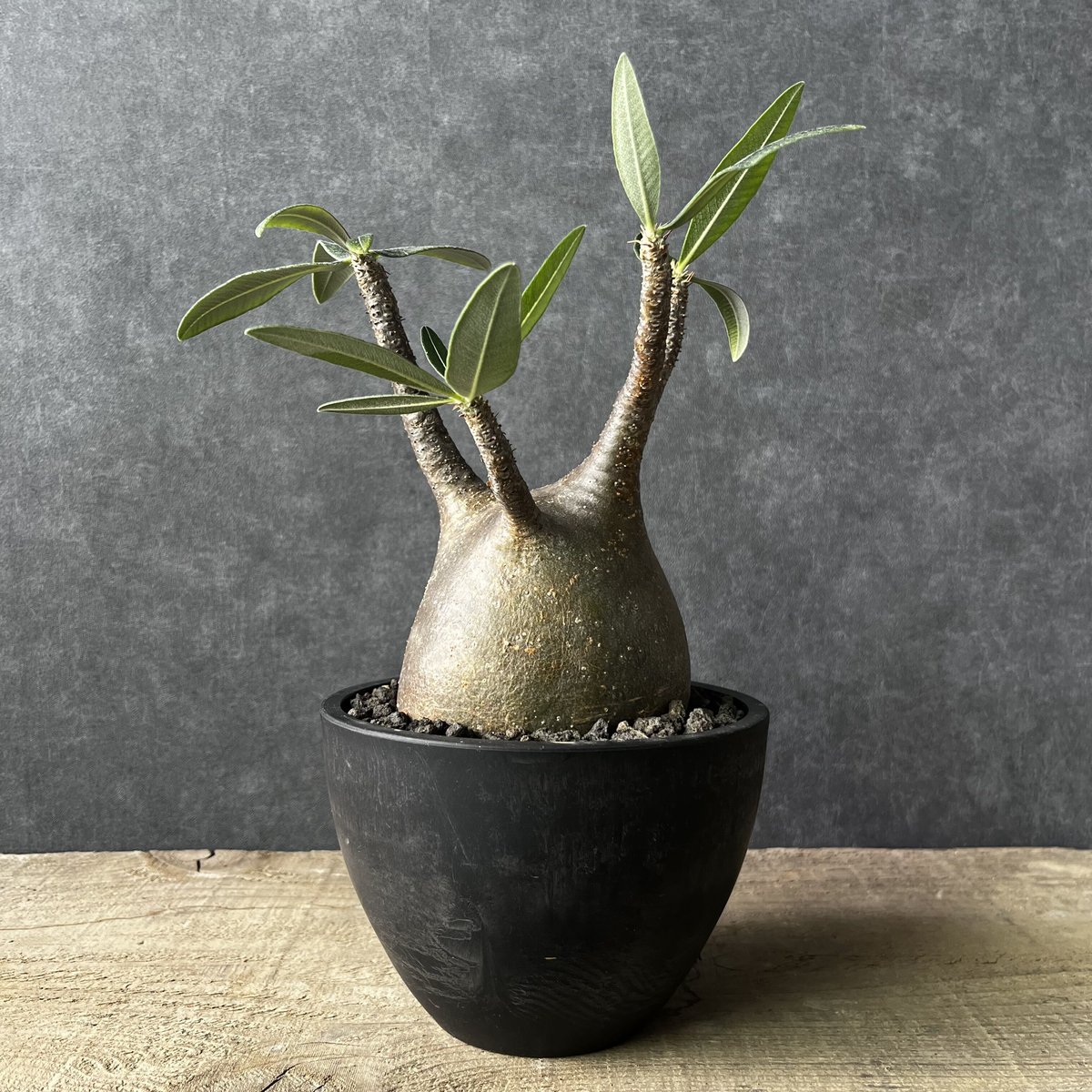 現地球・発根済】パキポディウム グラキリス 鉢付き 塊根植物