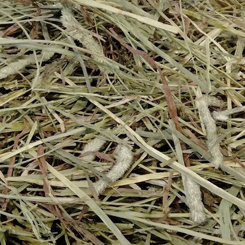 送料着払い発送】カナダ産 チモシー スーパープレミアム1番刈り 7.5kg