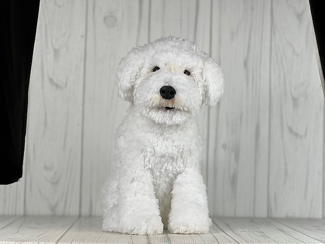 Ravelry: Bichon Dog pattern by Tatjana Ozolina