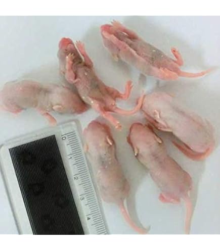 Amazon | 冷凍ピンクマウス S 30匹 | オリジナル | フード 通販