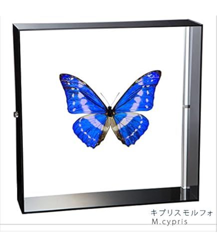 モルフォ・ディディウス（オス、ペルー産） Amazon.co.jp: 蝶の標本