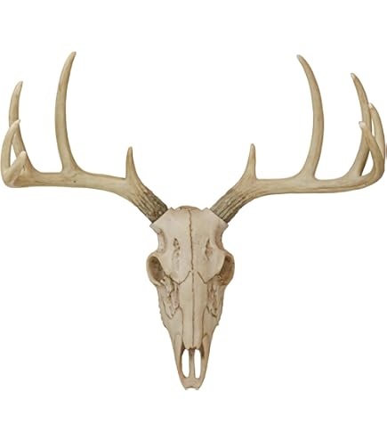 Amazon.co.jp: 【ノーブランド品】 北海道産 蝦夷鹿（エゾシカ）の角