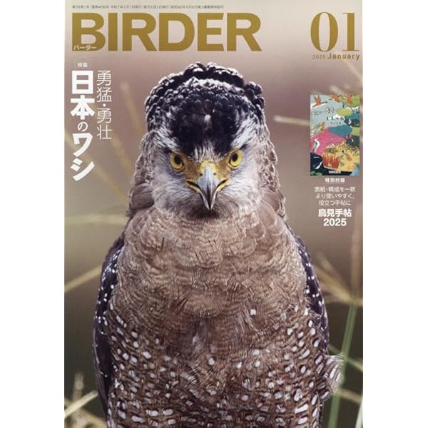 Amazon.co.jp: 図鑑日本のワシタカ類 : 森岡 照明: Japanese Books