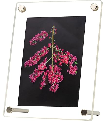 Amazon.co.jp: Meet the ONE PIECE 