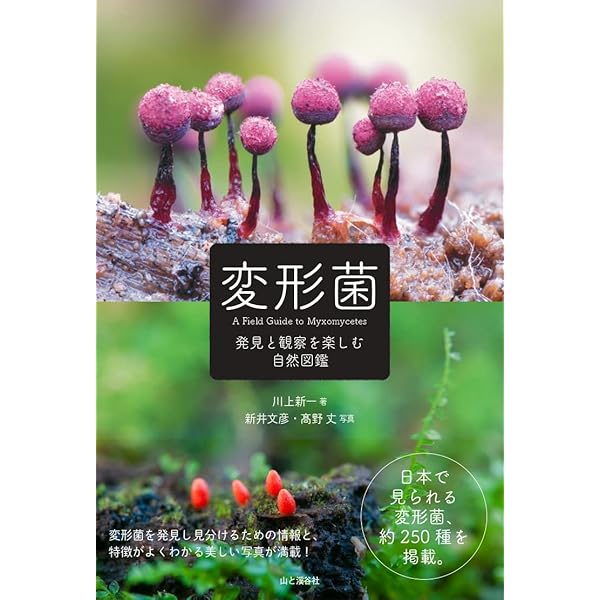 粘菌: 驚くべき生命力の謎 | 松本 淳, 伊沢 正名 |本 | 通販 | Amazon