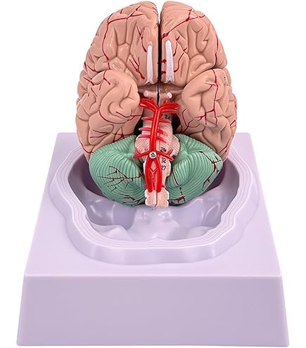 Amazon.co.jp: 脳 人体模型 脳モデル解剖学的脳動脈モデル 脳模型 解剖