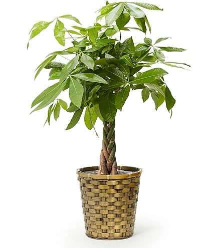 Amazon.co.jp: モンステラ エスケレート7号 90センチ前後 : ホーム