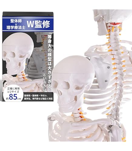 Amazon.co.jp: 医療科学模擬骨大腿骨脛骨モデル - 医療整形外科